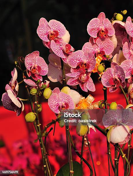 Bela Orquídea Falenópsis - Fotografias de stock e mais imagens de Ao Ar Livre - Ao Ar Livre, Beleza natural, Botão - Estágio de flora