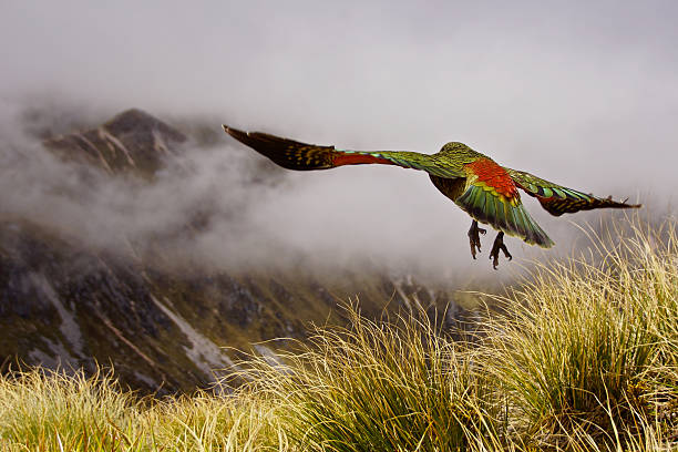 Kea Bird New Zealand New Zealand parrot Kea is flying above the clouds at the Kepler Track. fiordland national park photos stock pictures, royalty-free photos & images