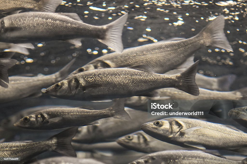 Escuela de peces Gris plata - Foto de stock de Salmón - Animal libre de derechos