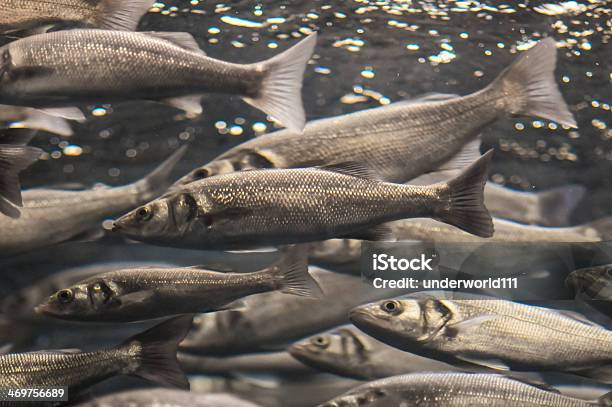 Escuela De Peces Gris Plata Foto de stock y más banco de imágenes de Salmón - Animal - Salmón - Animal, Natación, Tanque de almacenamiento