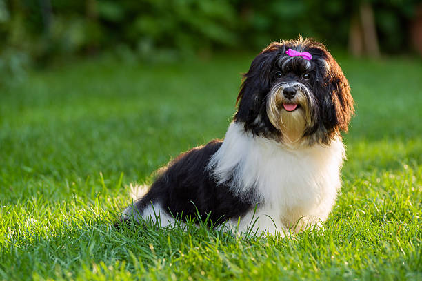 istock Happy black and white havanese puppy sitting in the grass 469757014