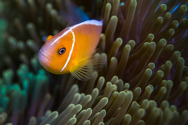 A colorful Pink anemonefish, Ampiprion perideraion, pokes its face out of the tentacles of its host anemone on a reef in Indonesia. The fish and anemone have a mutualistic symbiosis.