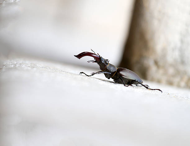 scarabe - scarab��e photos et images de collection