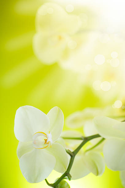 istock Beautiful white phalaenopsis flowers 469759080