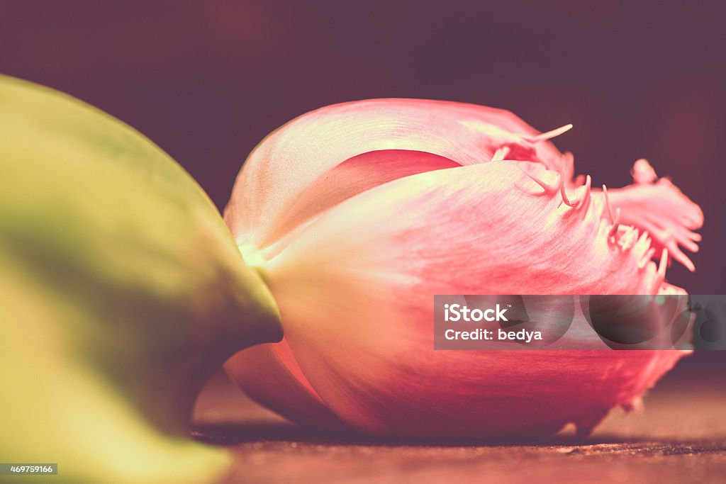 Tulip flower on warm background, macro shot Closeup of tulip flower on warm background, macro shot 2015 Stock Photo