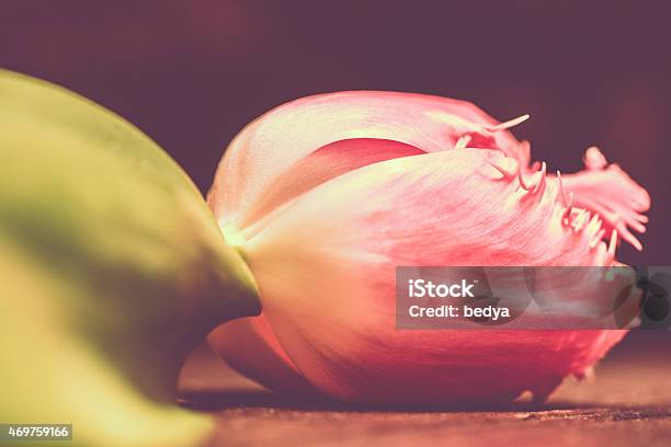 Tulip Flower On Warm Background Macro Shot Stock Photo - Download Image Now - 2015, Abstract, Beauty