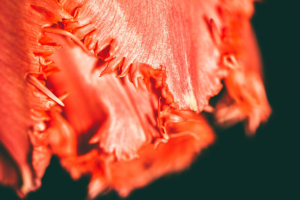 istock Tulip flower on dark background, macro shot 469759172