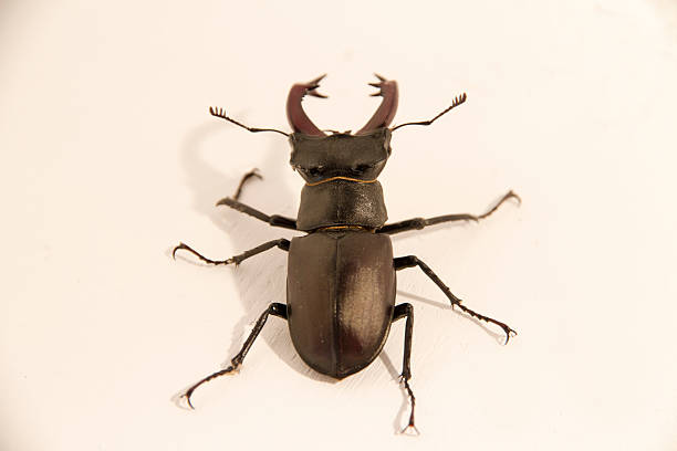 scarabe - scarab��e photos et images de collection