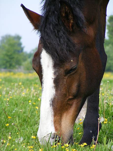 istock Brown horse at the pasture 469759569