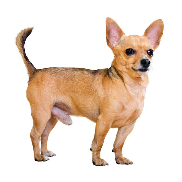 istock Moscow Toy Terrier 469759696