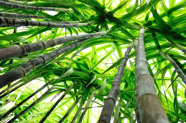 black sugarcane plants looking up