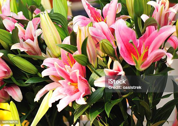 Bunte Lilie Blumen Stockfoto und mehr Bilder von Baumblüte - Baumblüte, Blatt - Pflanzenbestandteile, Blume