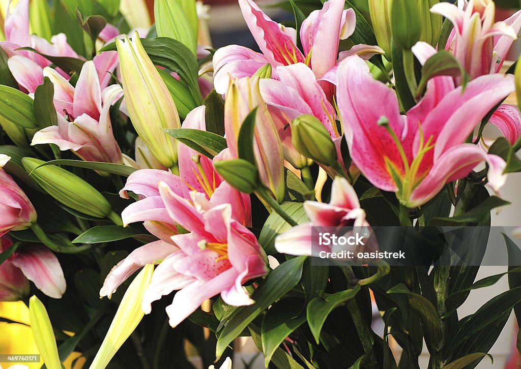 색상화 백합 꽃과 - 로열티 프리 0명 스톡 사진