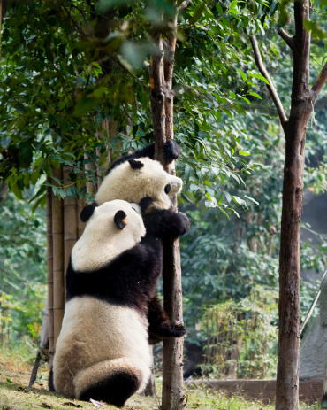 One panda is helping other to climb the tree, China