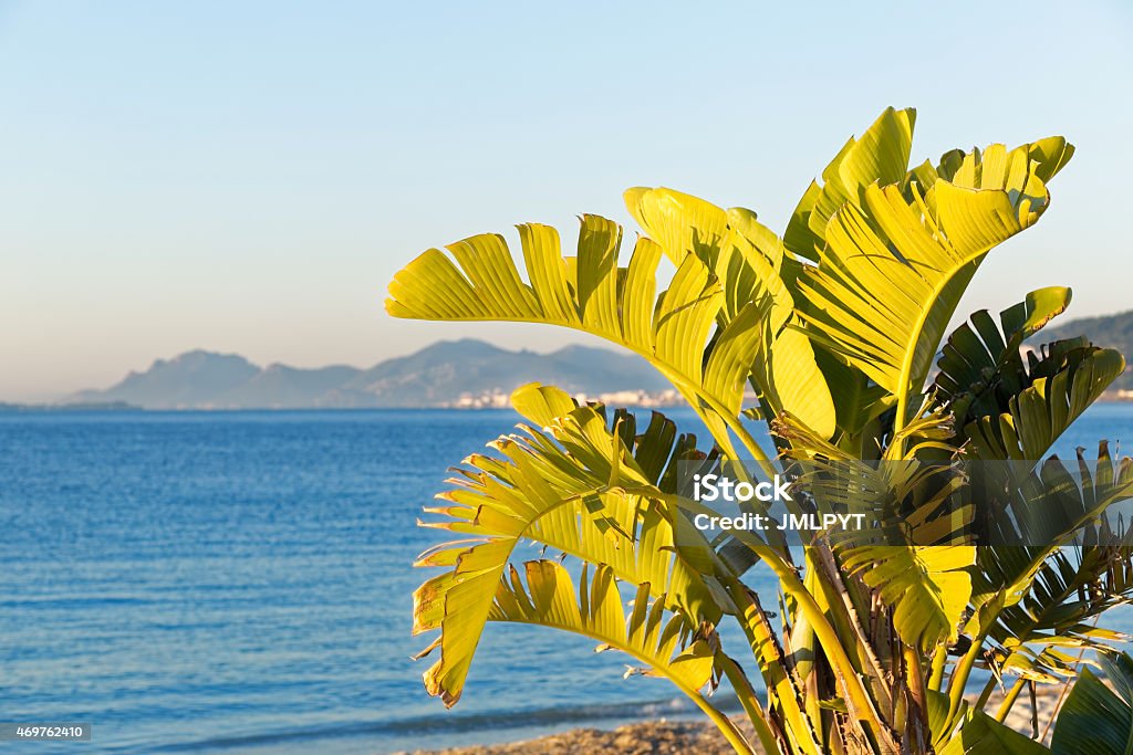Banana tree in gulfe juan Juan les pins, french riviera, france French Riviera Stock Photo