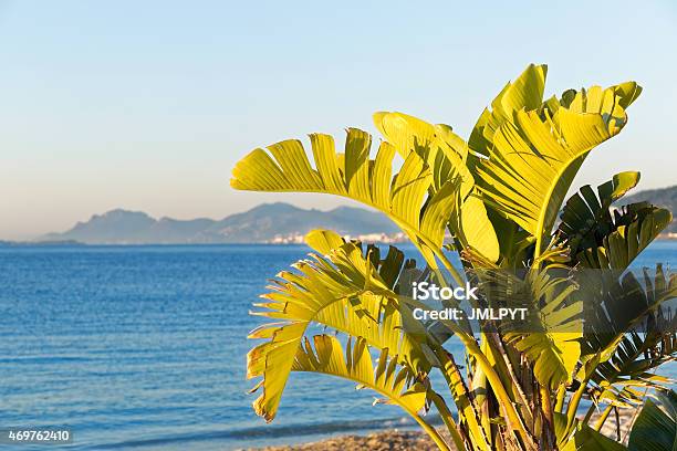 Banana Tree In Gulfe Juan Stock Photo - Download Image Now - French Riviera, 2015, Alpes-Maritimes