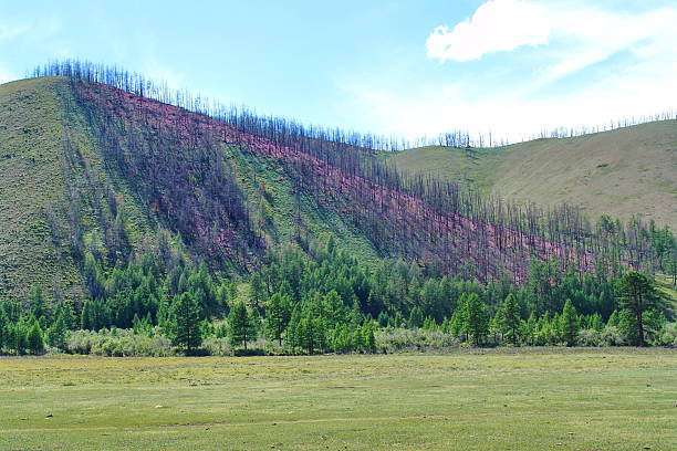 istock Mongolian landscape and a purple hill 469762442