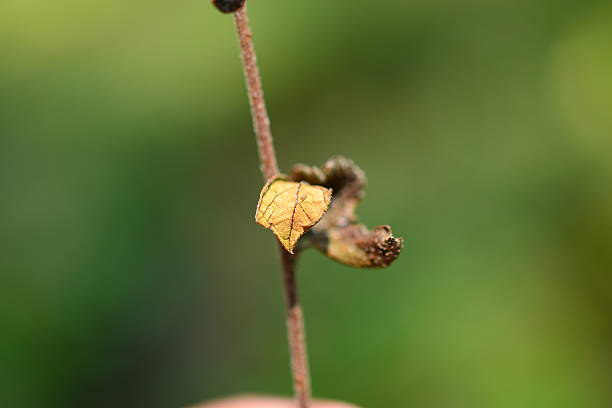 istock Detail of Nature 469763196