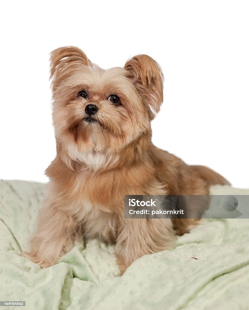 Dog Posing fluffy cute mixed breed dog posing in cushion with white background 2015 Stock Photo