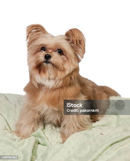 Dog Posing Stock Photo - Download Image Now - 2015, Animal, Bean Bag