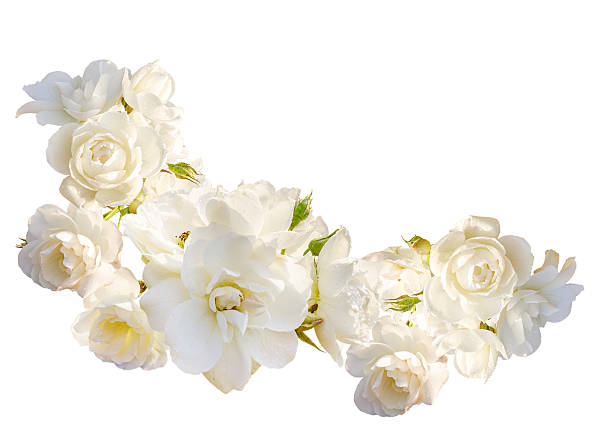 istock Beautiful  horizontal frame with bouquet of roses  isolated on white 469764504