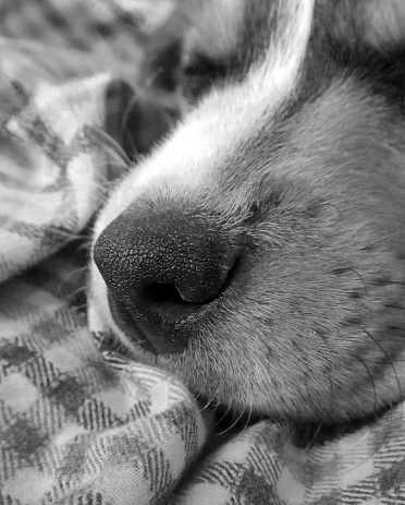 sleeping beagle puppy on check pattern bedding, focus on puppy's wet nose