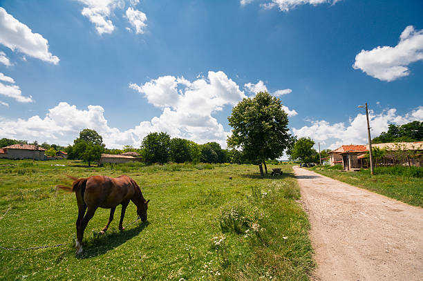 Village landscape with a horse grazing grass on meadow, summertime