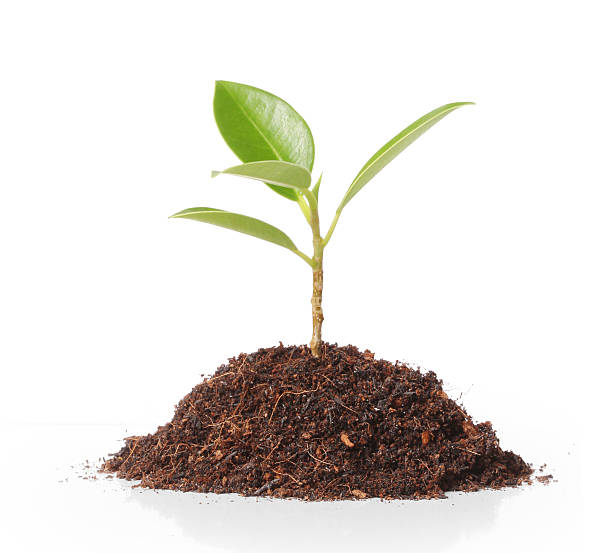 istock young plant new life 469767807