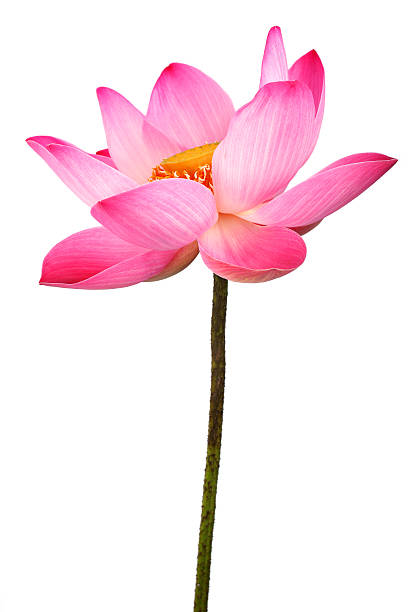 istock lotus flower isolated on white background. 469768070