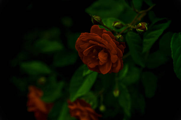 Red flower in the dark