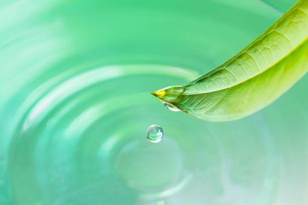 istock green leaf with water drop water on green sunny background 469768374