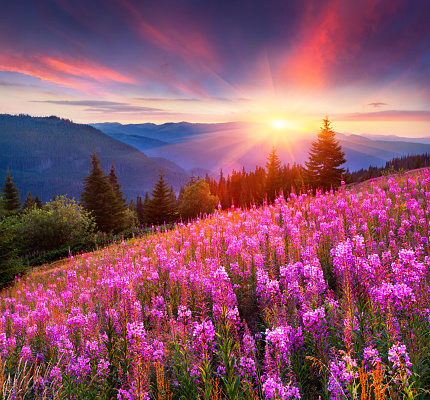 Colorful summer sunrise in the mountains with pink flowers.
