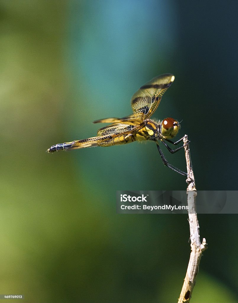 Libelle auf Zweig - Lizenzfrei Fotografie Stock-Foto