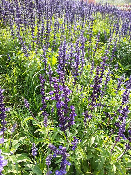 istock purple salvia flowers 469769017