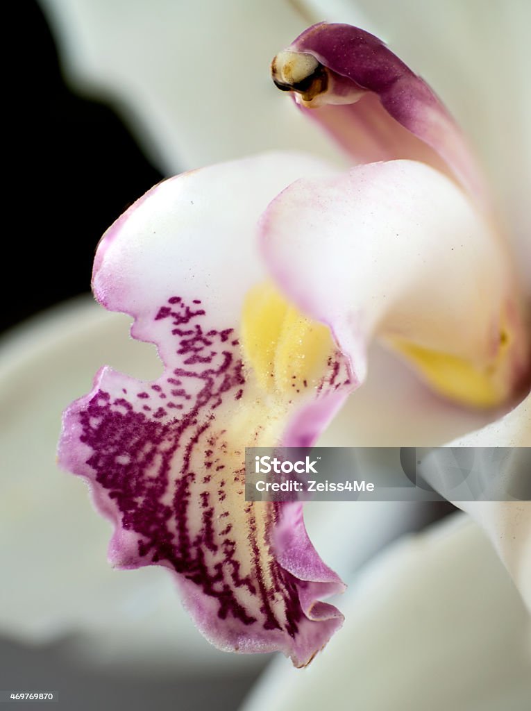 Inside an orchid A macro shot of a lovely white and purple orchid 2015 Stock Photo