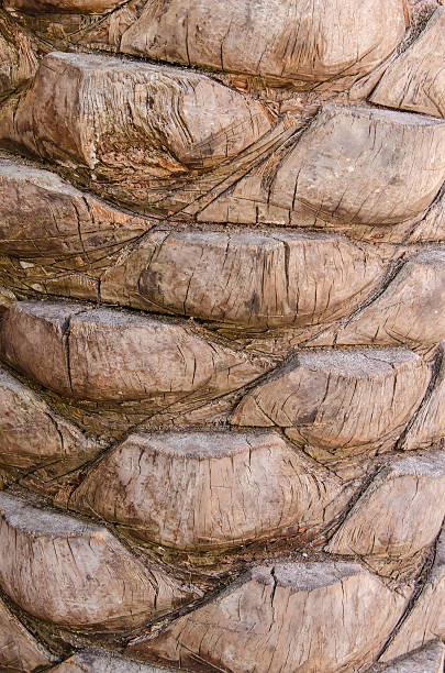 Texture of bark on old palm tree in Florida stock photo