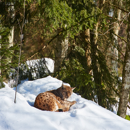 Eurasian Lynx (Lynx lynx) in a forest.