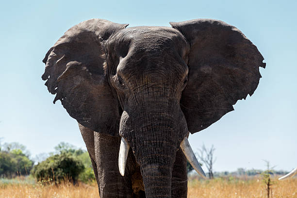 istock African Elephant in Caprivi Game Park 469773882