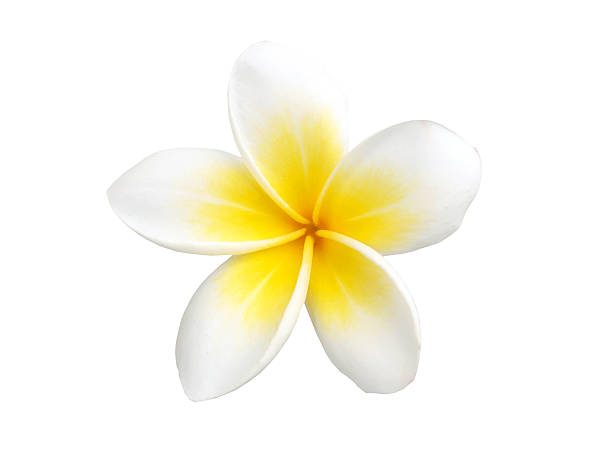 istock Tropical flower frangipani isolated on white background 469774103