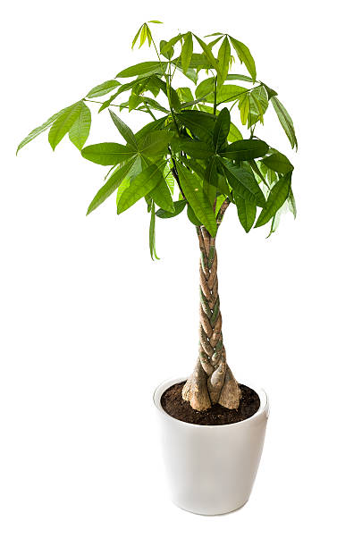 Pachira aquatica or Money Tree stock photo