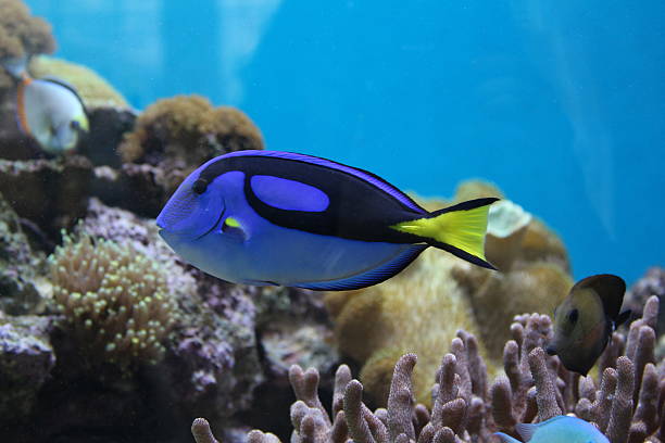 istock Blue fish in the coral reefs 469776438