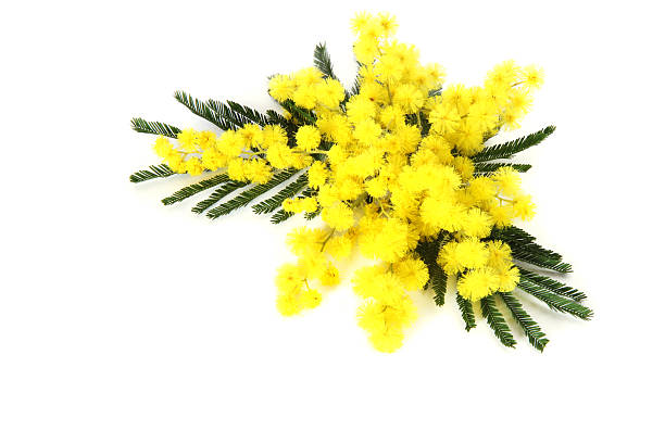 istock Mimosa on the white 469776453