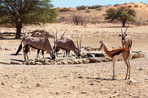 istock Oryx gazella and springbok on waterhole, focus to oryx 469776482
