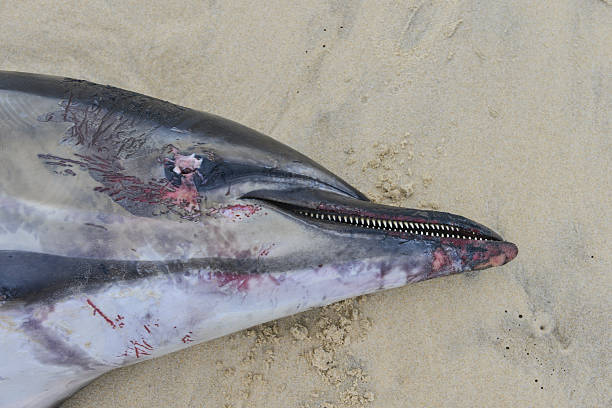 istock Carcass of dolphin at Biscarosse 469776992