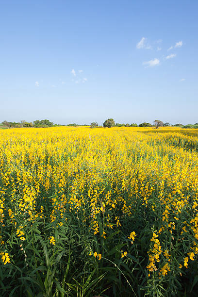 istock Farm Sunhemp flowers 469777881