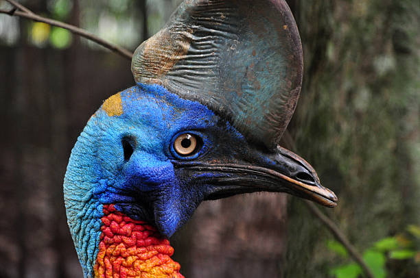 Cassowaries are very large flightless birds native to the tropical forests of New Guinea and north-eastern Australia. They are distinctive, beautiful birds with black plumage, with bright blue to purple necks, red wattles and amber coloured eyes.