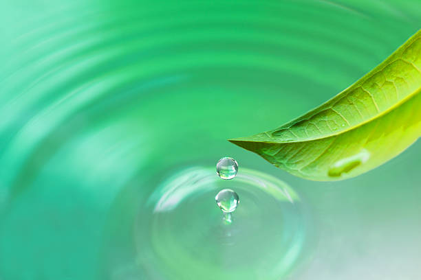 istock green leaf with water drop water on green sunny background 469778654