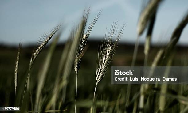Foto de Trigo Integral e mais fotos de stock de 2015 - 2015, Agricultura, Cereal
