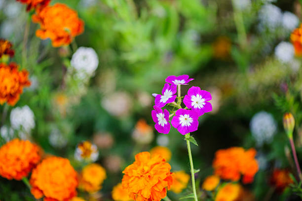 istock Pink flower in the garden 469779288