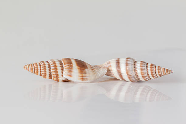 istock Shells of marine crustaceans 469779330